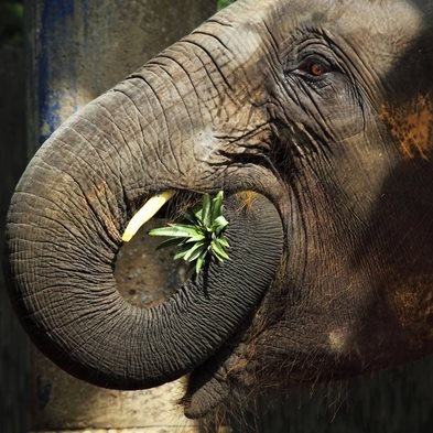 elephant thailande